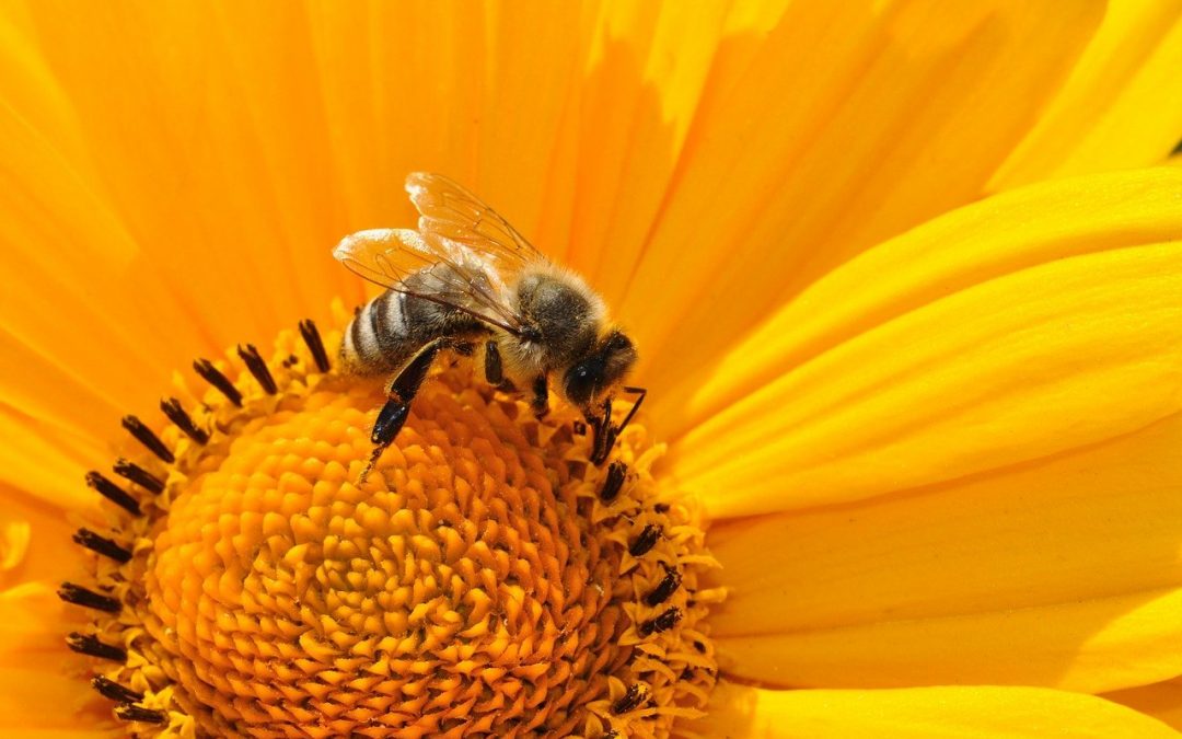 Umgang mit Bienen und Wespennestern im Garten